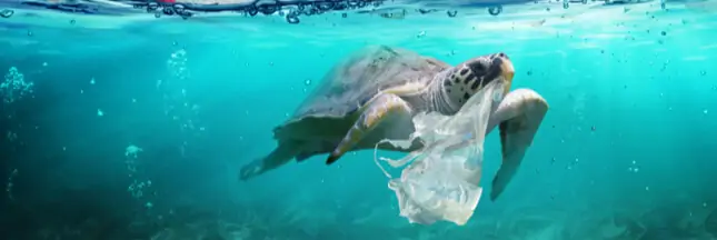 tortue pollution plastique shutterstock 1319481236